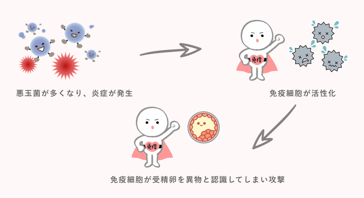 ラクとバチルスが減少すると免疫細胞が受精卵を攻撃