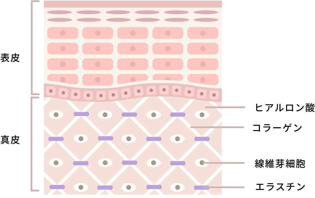 表皮、真皮などの解説図