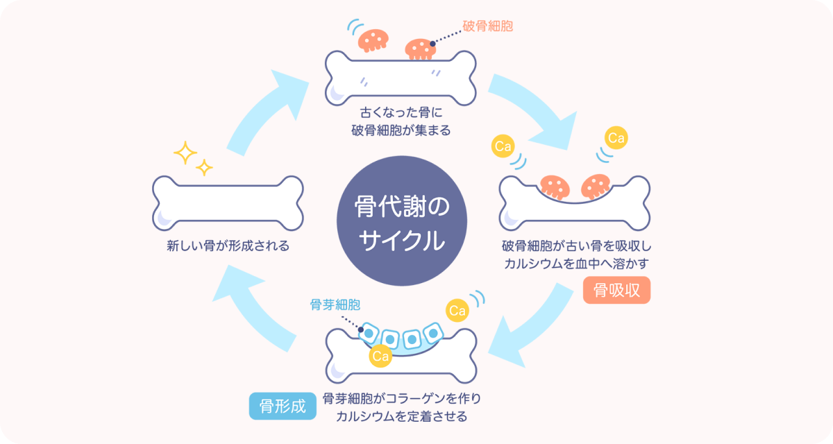 骨密度サイクルの図