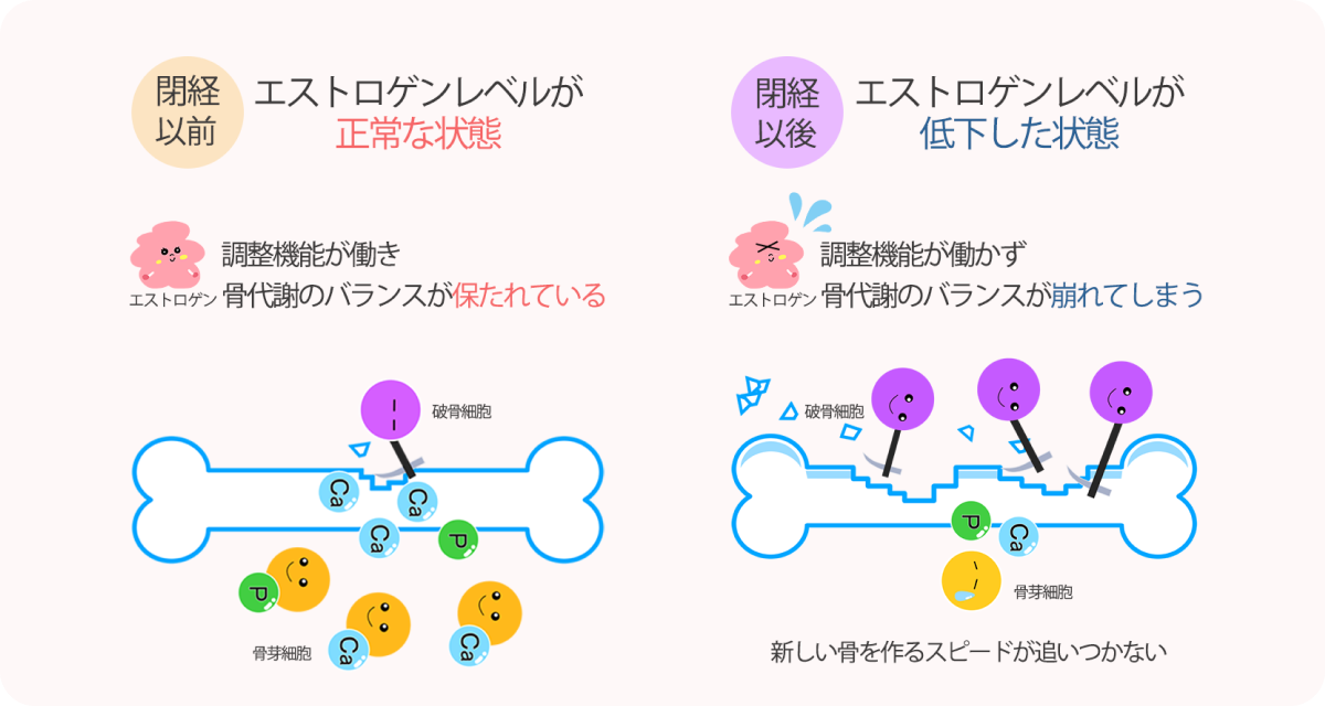 エストロゲンレベルが低下すると新しい骨を作るスピードが追いつかない説明図