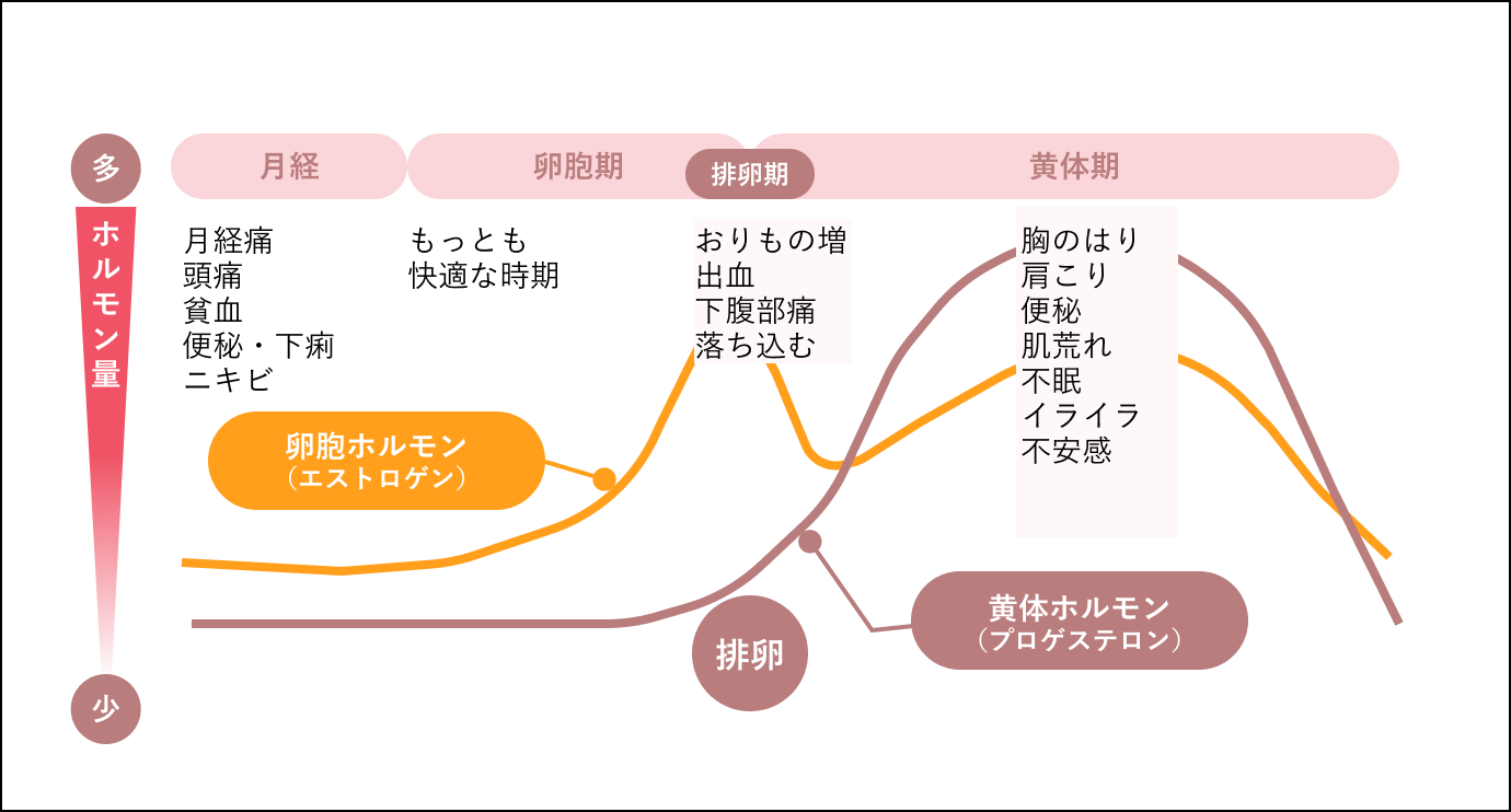 生理周期の図