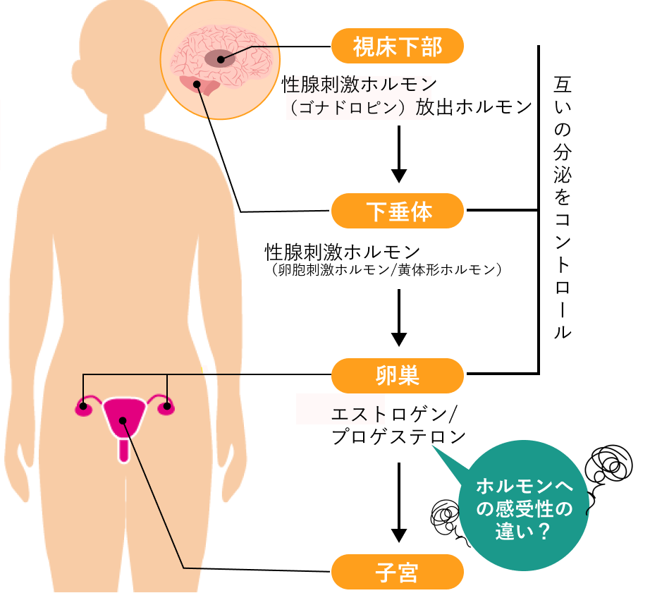 ホルモンによる人体への影響の図